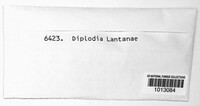 Diplodia lantanae image